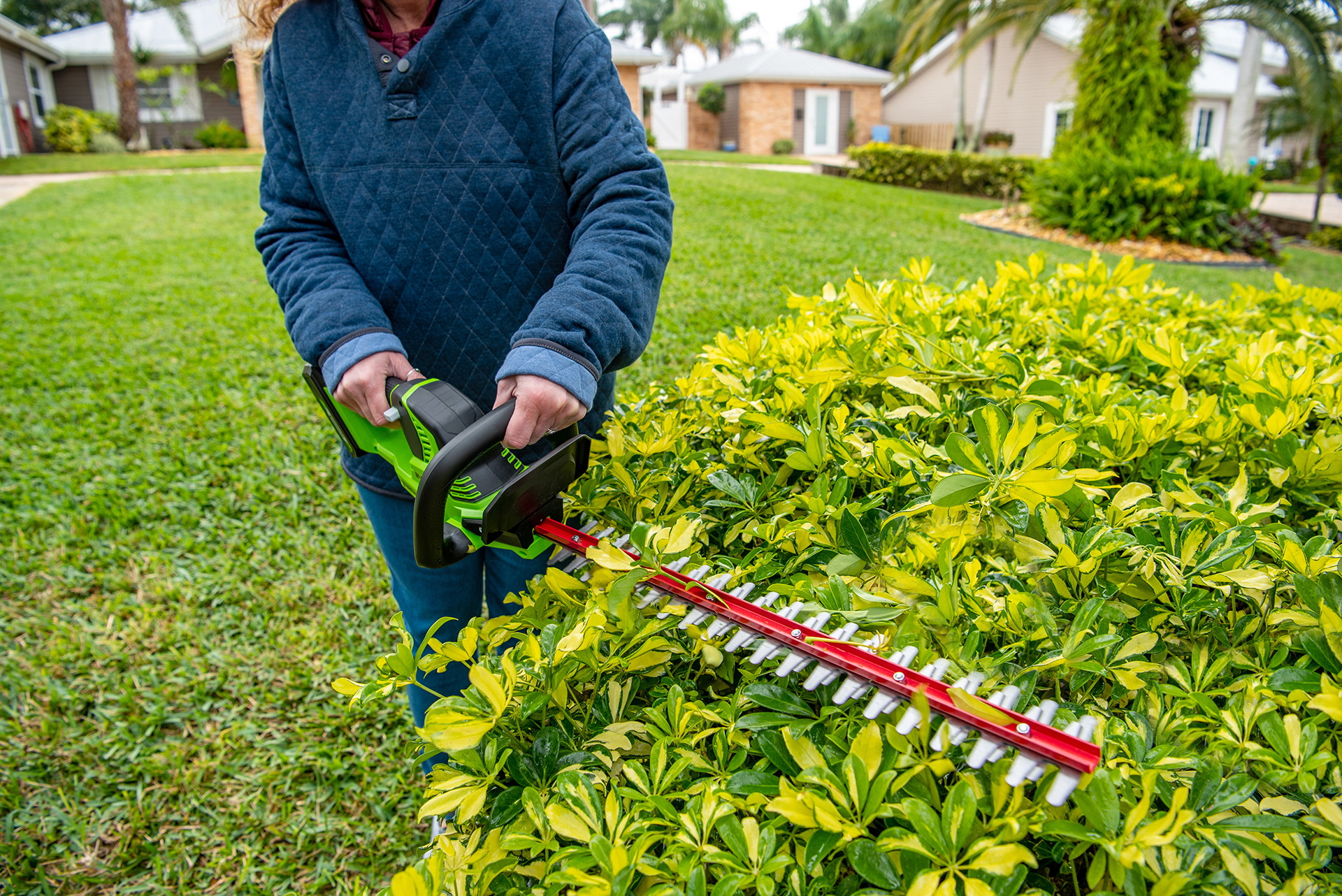 Small bush being trimmed with a hedge trimmer